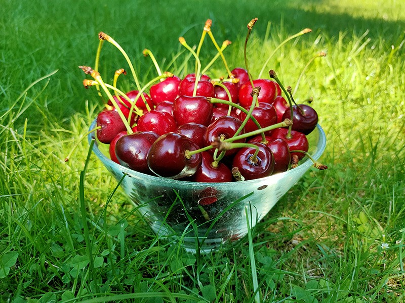 Czereśnie w misce na trawie