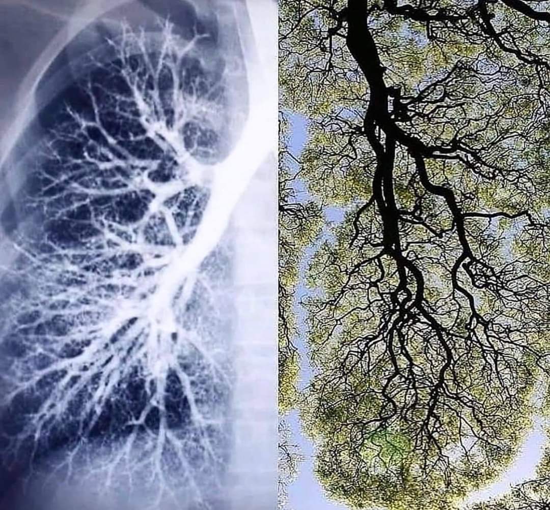 Grafika ilustrująca: Jak wspierać płuca. Ujęcie holistyczne.