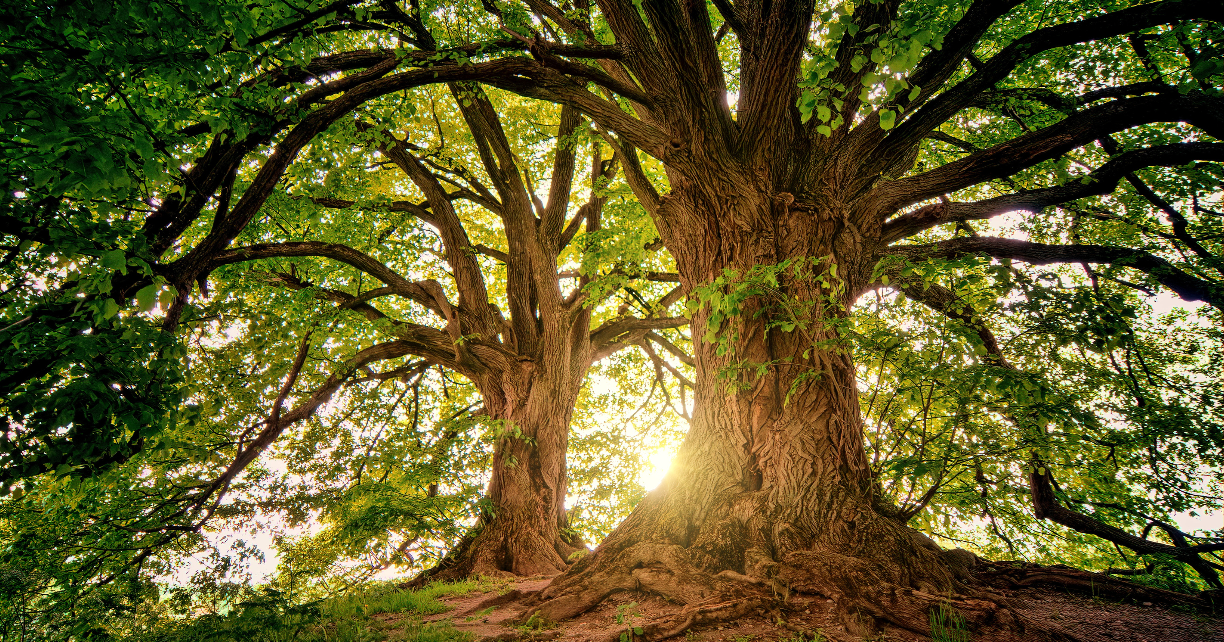 Zdjęcie poglądowe: Duże, rozłożyste drzewa. Element drzewa - rozwiń sprawczość i moc kreacji